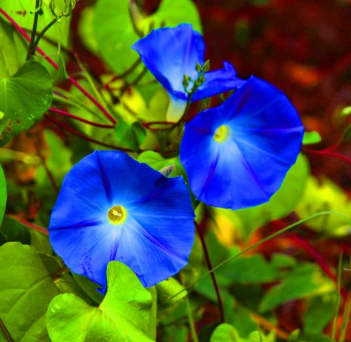 Morning Glories