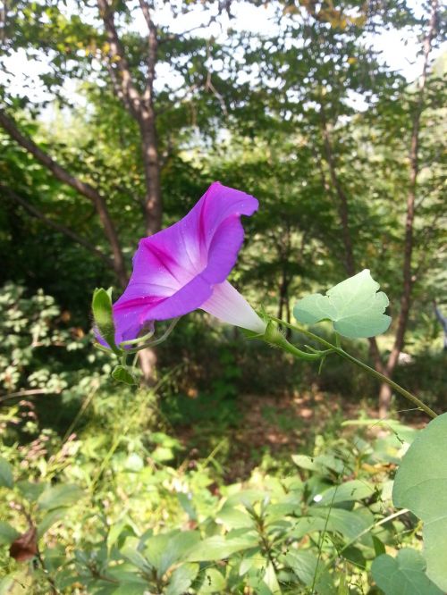 morning glory flowers