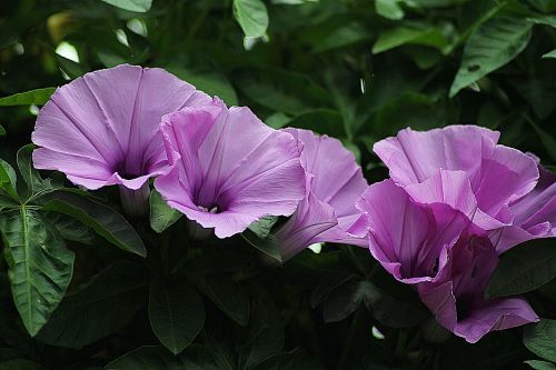 morning glory floral plants