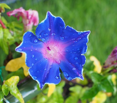 morning glory flowers blue