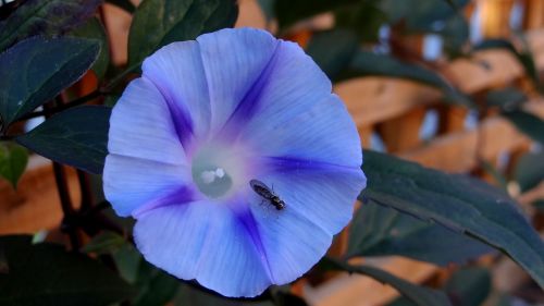 morning glory blue spring