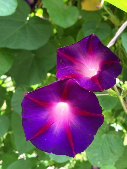 morning glory purple flower