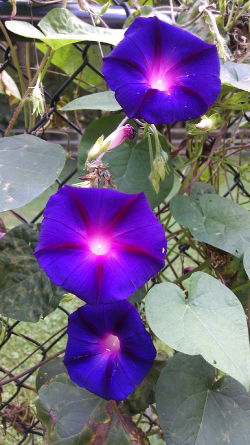 morning glory flowers purple