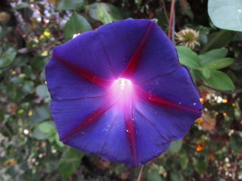 morning glory flower purple