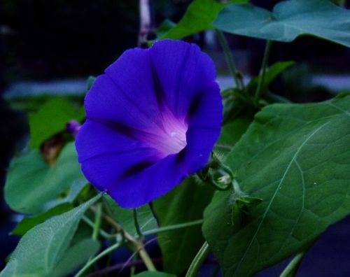 morning glory blue flower