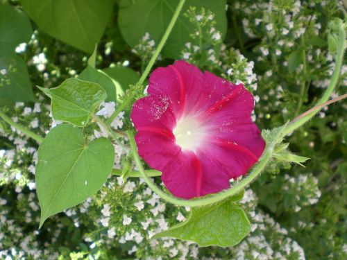 morning glory morning glories plant