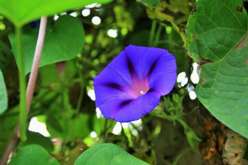 morning glory flower purple