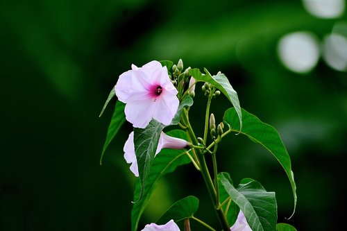 morning glory  flower  bangladesh