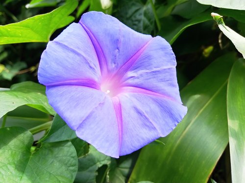 morning glory  purple  flower