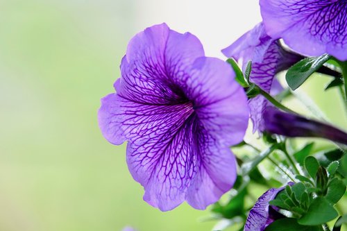 morning glory  flower  purple