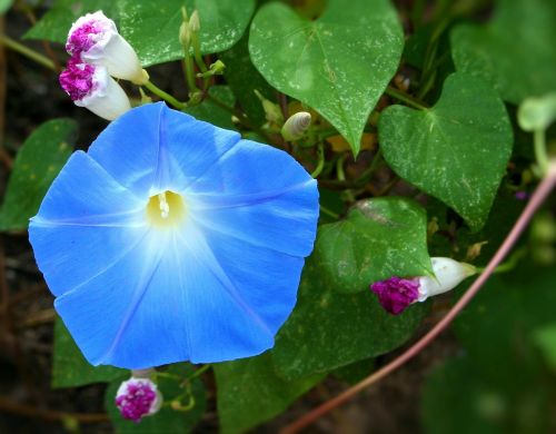 morning glory flower blue
