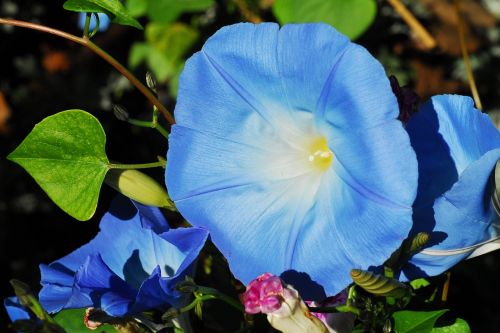 morning glory blue flower nature