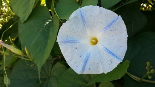 morning glory flower morning