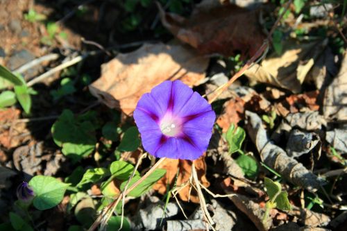 Morning Glory And Drab Background