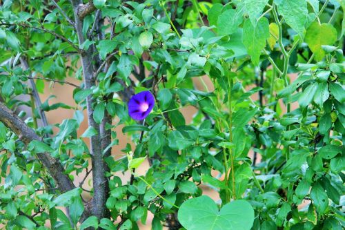 morning glory flower flower trumpet