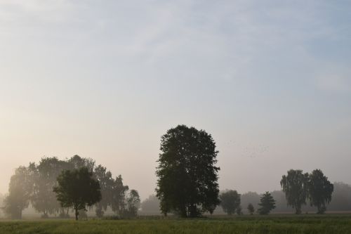 morning mist fog landscape