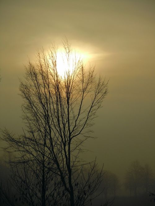 morning mist sun back light