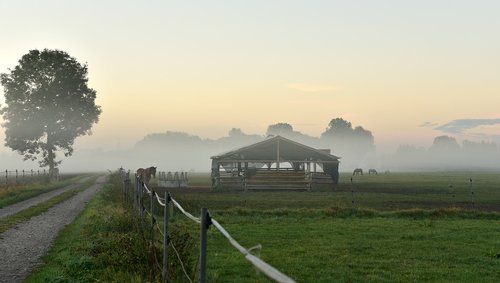 morning mist  coupling  pasture