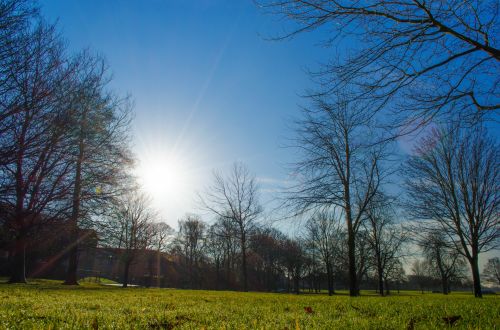 Morning Park With Trees