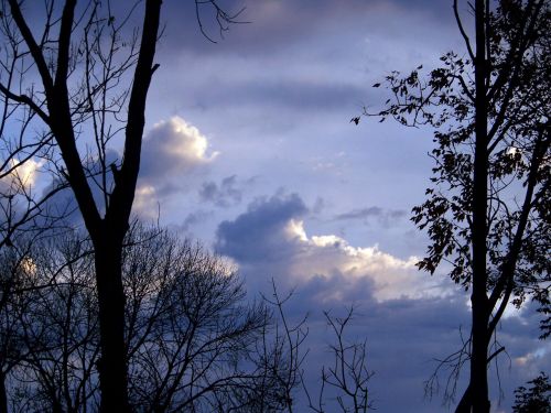 Morning Sky With Trees