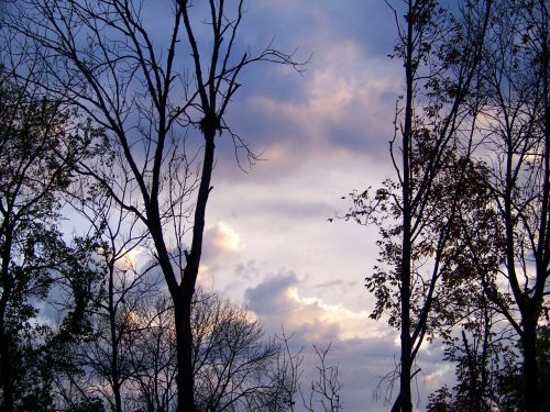 Morning Sky With Trees 2