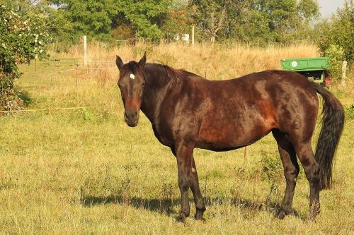 morning sun horse pasture