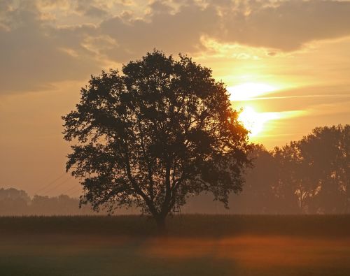 morning sun ground fog single tree