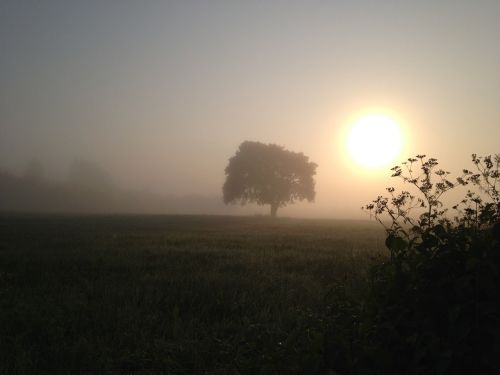 morning sun fog nature
