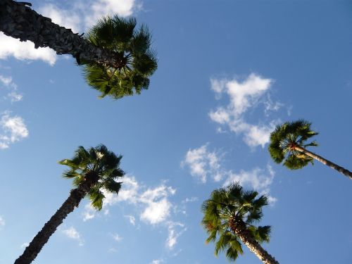 morocco marjorelle palm