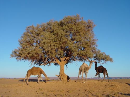 morocco tree camel
