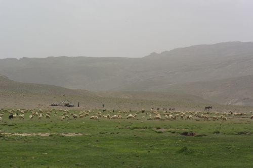 morocco mountain sheep