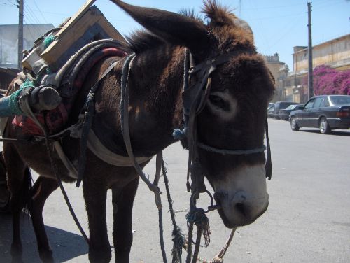 morocco donkey city