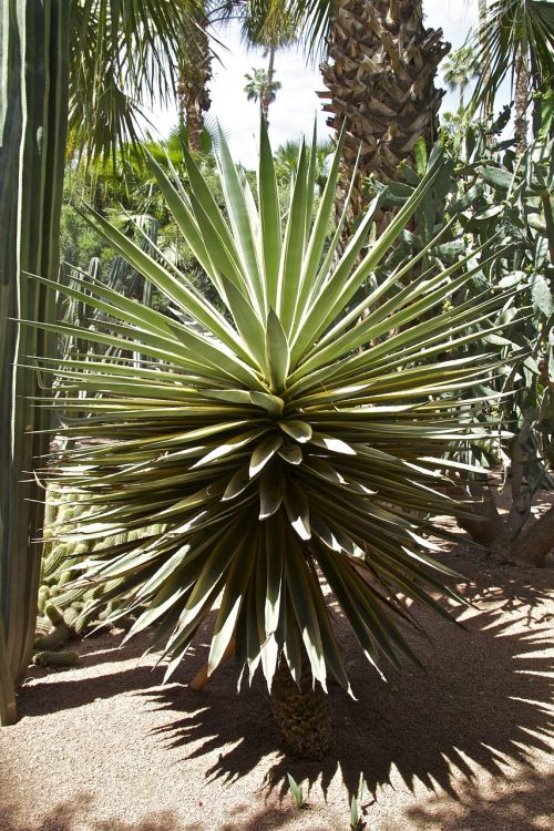 morocco oriental marrakech