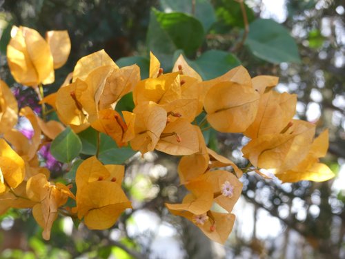 morocco  plant  orange