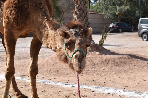 morocco  camel  animal