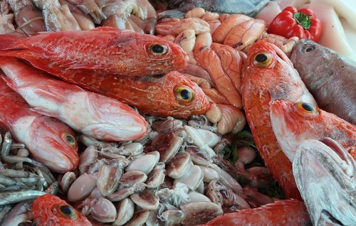 morocco  essaouira  fish