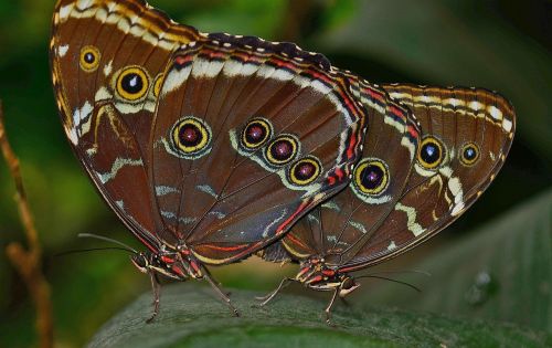 morpho peleides butterfly