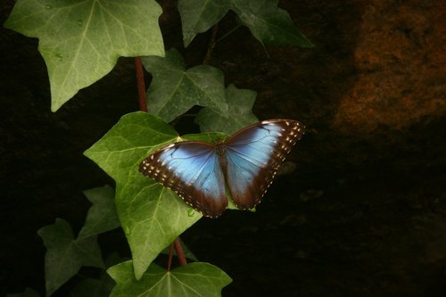 morpho  butterfly  blue
