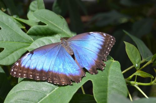 morpho peleides butterfly blue