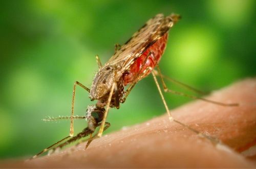 mosquito malaria plaque