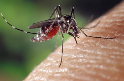 mosquito female aedes albopictus