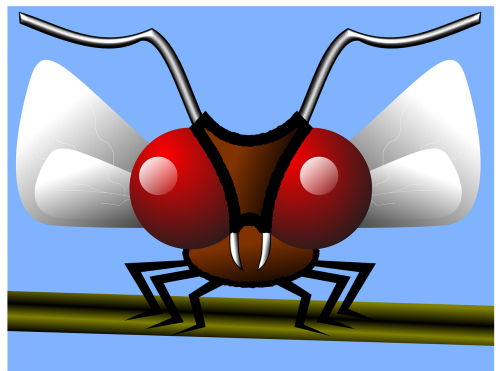 mosquito gnat fly