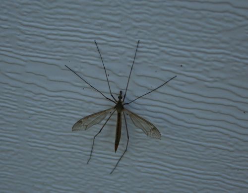 mosquito insect sucker