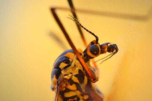 mosquito bug animal