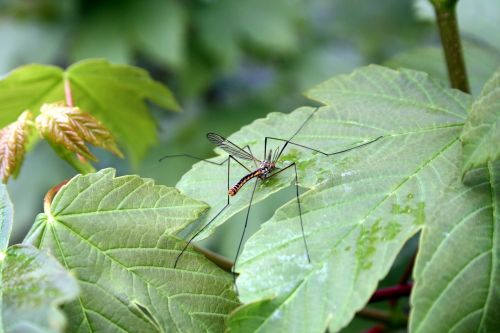 mosquito gelsenkirchen males nature