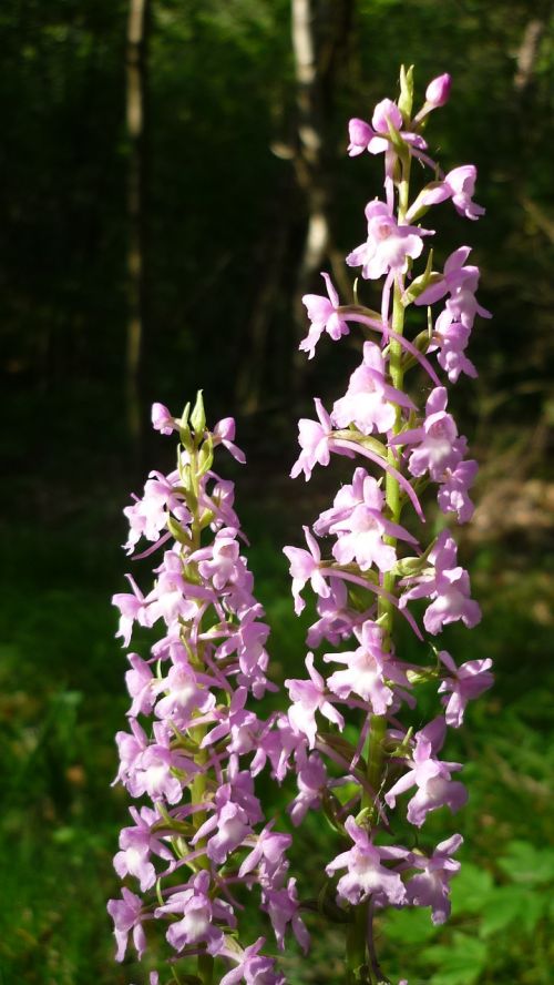mosquito-fragrant orchid german orchid flowers bright-pink