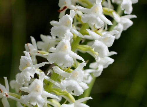 mosquito händel wurz wild orchid white