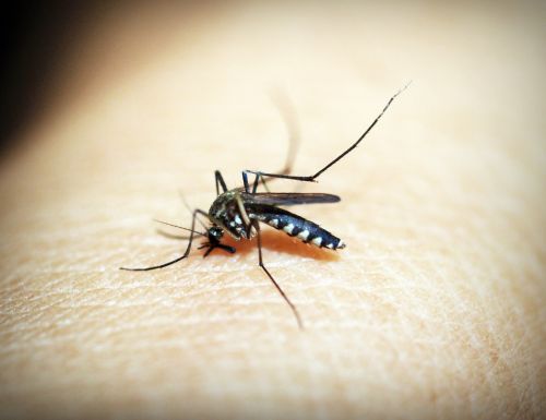 mosquito malaria gnat