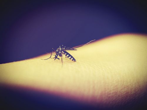 mosquitoe mosquito malaria