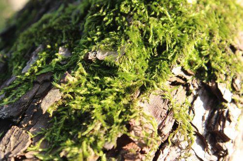 moss wood green